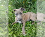 Small #4 Labrador Retriever Mix