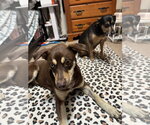 Small #6 Australian Shepherd Mix