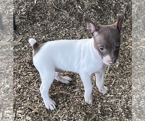 Rat Terrier Puppy for sale in WHITAKERS, NC, USA