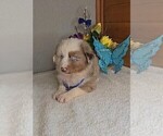 Small #2 Australian Shepherd