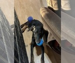 Small #1 Doberman Pinscher