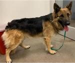 Small German Shepherd Dog