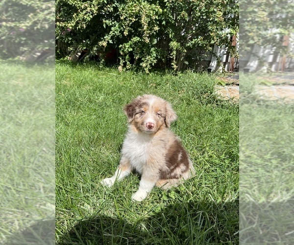Medium Photo #3 Australian Shepherd Puppy For Sale in BEECH GROVE, IN, USA