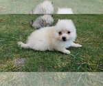 Small Photo #28 Pomeranian Puppy For Sale in DINWIDDIE, VA, USA
