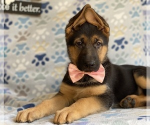 German Shepherd Dog Puppy for sale in LANCASTER, PA, USA