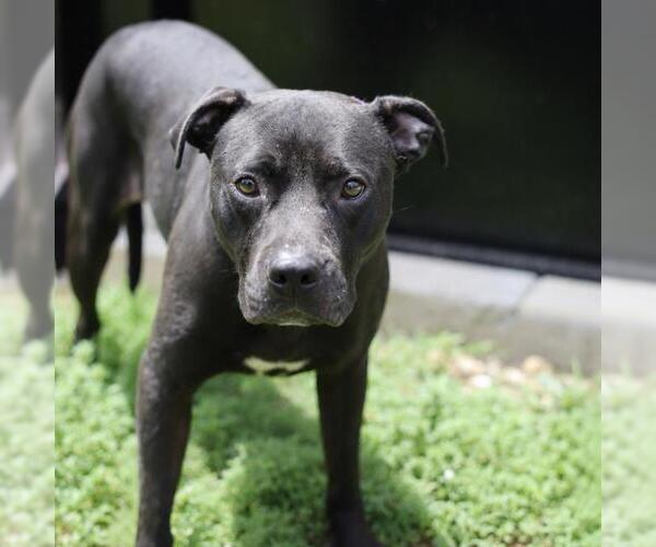 Medium Photo #1 American Staffordshire Terrier Puppy For Sale in San Antonio, TX, USA