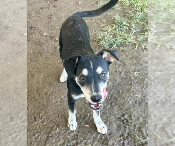 Medium Photo #1 German Shepherd Dog Puppy For Sale in Riverside, CA, USA