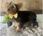 Small #5 Yorkshire Terrier