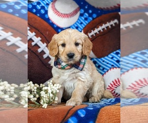 Goldendoodle (Miniature) Puppy for sale in QUARRYVILLE, PA, USA