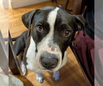 Small #11 Labrador Retriever Mix