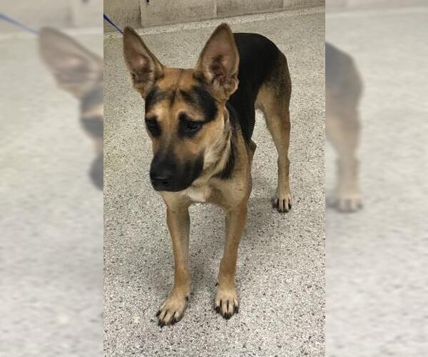 Medium Photo #1 German Shepherd Dog-Unknown Mix Puppy For Sale in Conroe, TX, USA