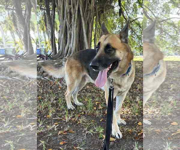 Medium Photo #7 German Shepherd Dog Puppy For Sale in Plantation, FL, USA