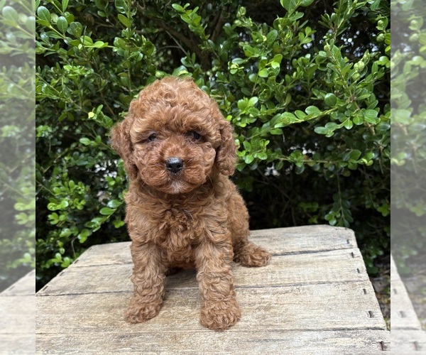 Medium Photo #3 Cockapoo (Miniature) Puppy For Sale in MIDDLEBURY, IN, USA