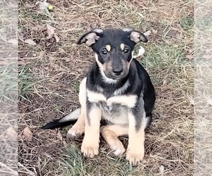 German Shepherd Dog-Siberian Husky Mix Puppy for sale in OWOSSO, MI, USA