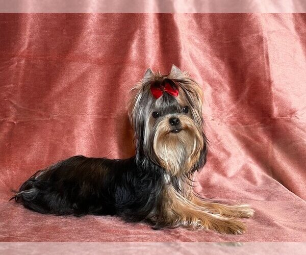 Medium Photo #1 Yorkshire Terrier Puppy For Sale in ROANOKE, VA, USA