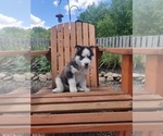Small Photo #1 Siberian Husky Puppy For Sale in AUBURN, NY, USA