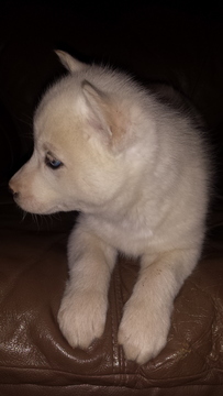 Medium Photo #1 Siberian Husky Puppy For Sale in HENRICO, VA, USA