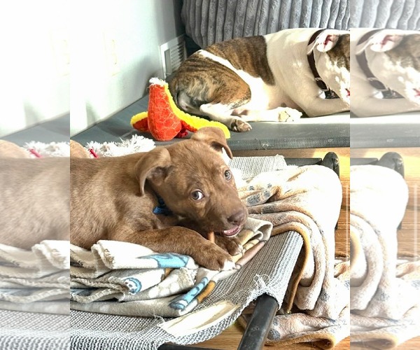 Medium Photo #1 American Pit Bull Terrier-Unknown Mix Puppy For Sale in Germantown, OH, USA