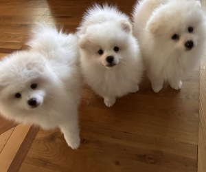 Pomeranian Litter for sale in HARRISBURG, NC, USA
