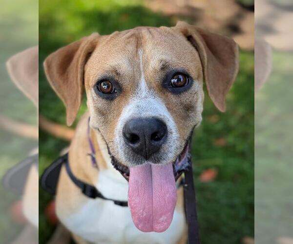 Medium Photo #1 Boxador Puppy For Sale in Lodi, CA, USA