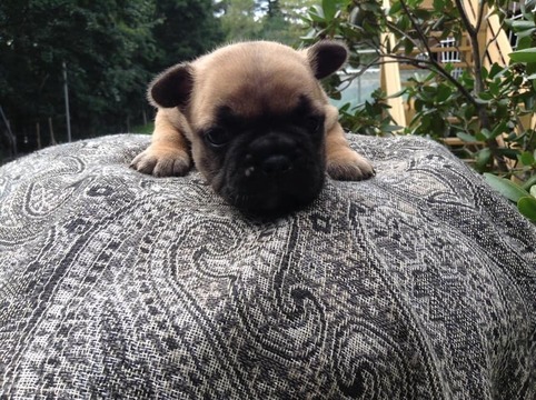 Medium Photo #1 French Bulldog Puppy For Sale in MEXICO, ME, USA