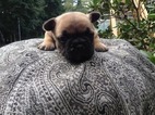 Small Photo #1 French Bulldog Puppy For Sale in MEXICO, ME, USA
