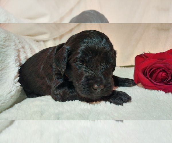 Medium Photo #13 Mini Whoodle (Wheaten Terrier/Miniature Poodle) Puppy For Sale in PEORIA, IL, USA