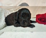 Small Photo #13 Mini Whoodle (Wheaten Terrier/Miniature Poodle) Puppy For Sale in PEORIA, IL, USA