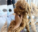 Small #3 Poodle (Miniature)