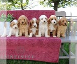 Small #1 Goldendoodle (Miniature)