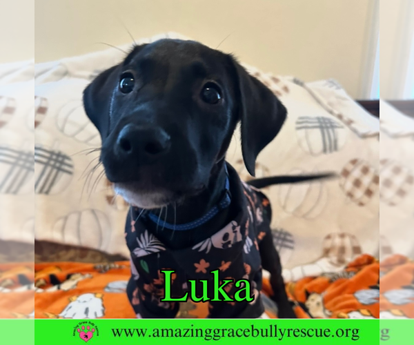 Medium Photo #5 Bulldog-Labrador Retriever Mix Puppy For Sale in Pensacola, FL, USA