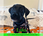 Small #4 Bulldog-Labrador Retriever Mix