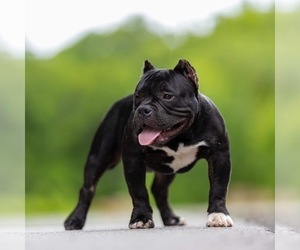 Father of the American Bully puppies born on 03/15/2023