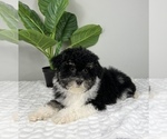 Small #5 Bernedoodle (Miniature)