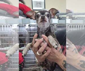 Chihuahua Dogs for adoption in Martinsburg, WV, USA