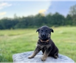 Small #10 German Shepherd Dog