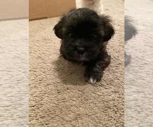 Mal-Shi-Malchi Mix Puppy for sale in GROVETOWN, GA, USA