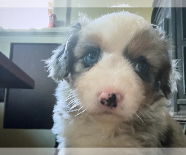 Medium Photo #3 Aussie-Corgi Puppy For Sale in ESPERANCE, NY, USA