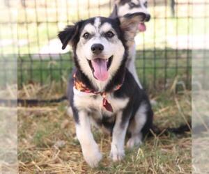 Siberian Husky-Unknown Mix Dogs for adoption in San Antonio, TX, USA