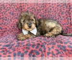 Small Aussiedoodle Miniature 