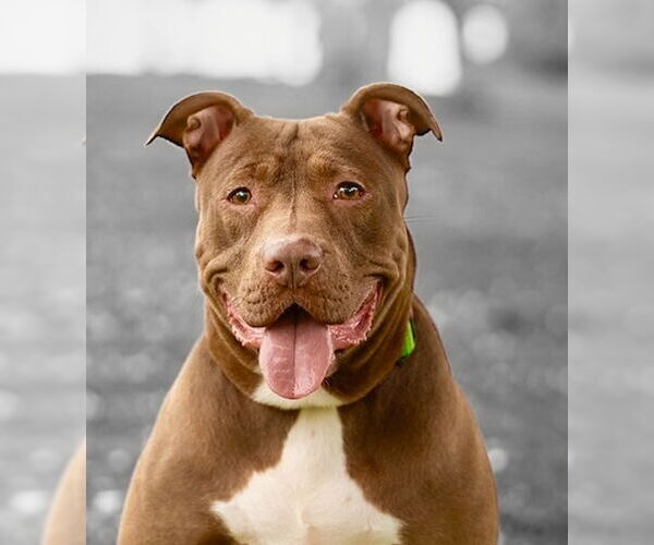 Medium Photo #3 American Pit Bull Terrier Puppy For Sale in Marina Del Rey, CA, USA