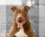 Small #2 American Pit Bull Terrier