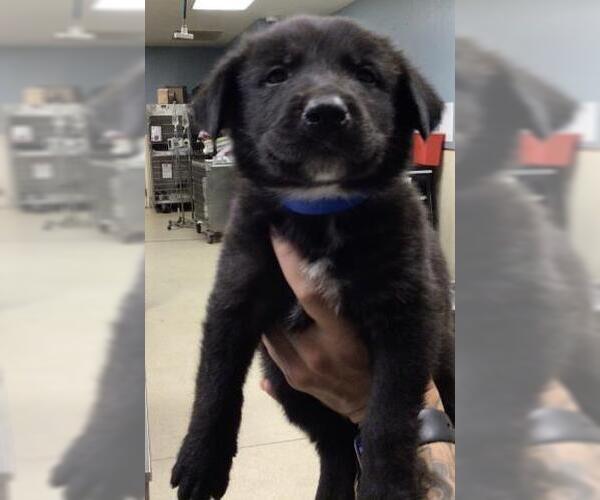 Medium Photo #1 American Pit Bull Terrier-Labrador Retriever Mix Puppy For Sale in Riverside, CA, USA