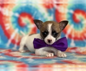 Chihuahua Puppy for sale in LANCASTER, PA, USA