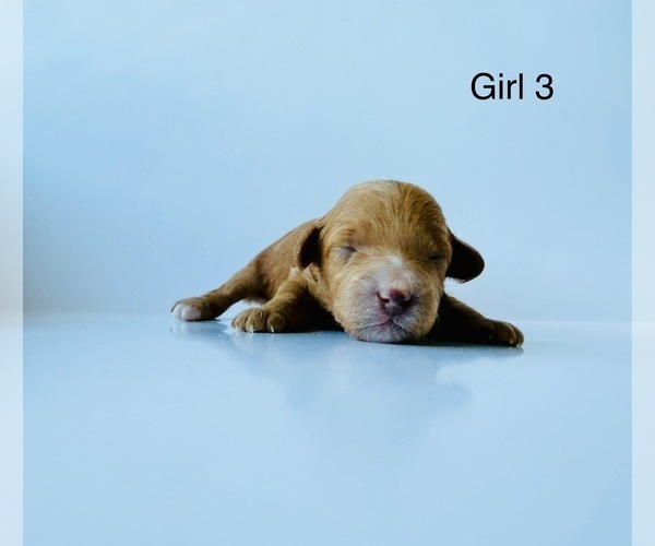 Medium Photo #5 Poodle (Toy) Puppy For Sale in DALLAS, TX, USA