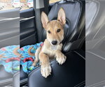 Small #19 German Shepherd Dog Mix