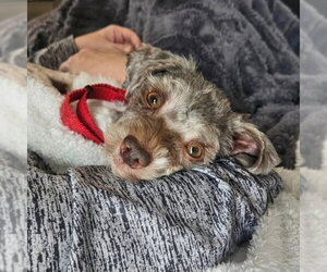 Gerard - Male Miniature Schnauzer-Unknown Mix Dog for Adoption - Photo #2