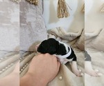 Small #10 Sheepadoodle