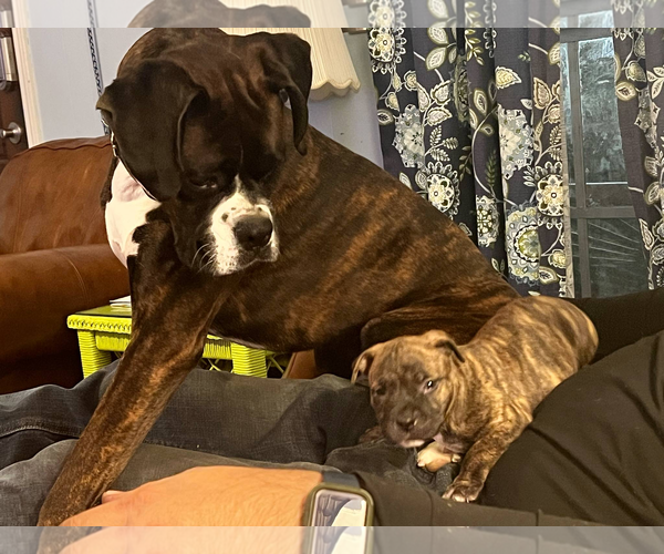 Medium Photo #6 Boxer Puppy For Sale in Dumont, NJ, USA