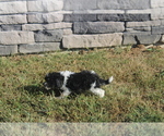 Small Photo #10 Zuchon Puppy For Sale in BLOOMINGTON, IN, USA